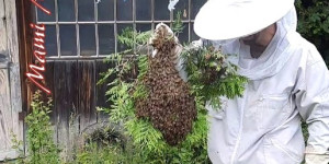 Beitragsbild des Blogbeitrags Bienenernte - Bee Harvest