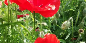 Beitragsbild des Blogbeitrags Mohnblumen - Poppies