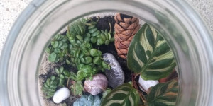 Beitragsbild des Blogbeitrags DIY Flaschengarten - Bottle Garden