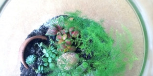 Beitragsbild des Blogbeitrags Pflanzen im Glas - Plants in a Jar