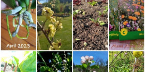 Beitragsbild des Blogbeitrags Monatscollage April 2024