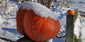 Beitragsbild des Blogbeitrags Richtige Pflege von Balkonpflanzen im Winter