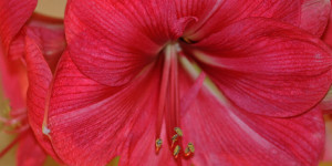 Beitragsbild des Blogbeitrags Die Amaryllis 