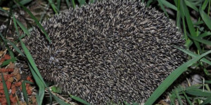 Beitragsbild des Blogbeitrags Ein Winterquartier für einen Igel