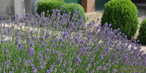 Beitragsbild des Blogbeitrags Lavendel als Heilpflanze 