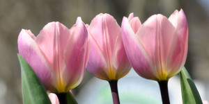 Beitragsbild des Blogbeitrags Tulpenzeit