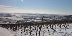 Beitragsbild des Blogbeitrags Pflanzen im Winter gießen?