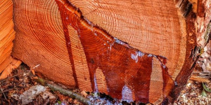 Beitragsbild des Blogbeitrags Werkstoff Baumharz