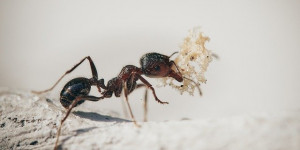 Beitragsbild des Blogbeitrags Darf ich das ? Insekten