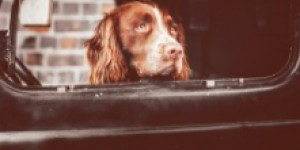 Beitragsbild des Blogbeitrags