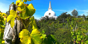 Beitragsbild des Blogbeitrags Buddha in den Weinbergen 