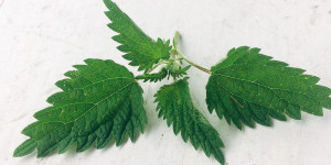 Beitragsbild des Blogbeitrags Brennnessel – heimisches Superfood