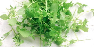 Beitragsbild des Blogbeitrags Vogelmiere – heimisches Superfood
