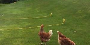 Beitragsbild des Blogbeitrags Der Traktor und das liebe Vieh!