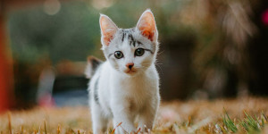 Beitragsbild des Blogbeitrags Was ist das beste Kitten-Trockenfutter? 