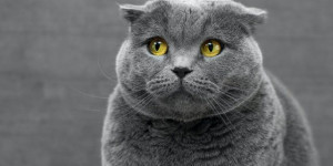 Beitragsbild des Blogbeitrags Übergewicht bei der Katze erkennen: Ist deine Katze zu dick? 
