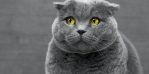 Beitragsbild des Blogbeitrags Übergewicht bei der Katze erkennen: Ist deine Katze zu dick?