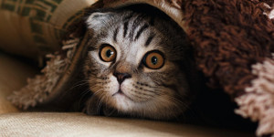 Beitragsbild des Blogbeitrags Katzenstreu entsorgen: Toilette, Biomüll, Kompost oder Restmüll?