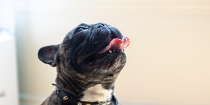 Beitragsbild des Blogbeitrags Hund und Pferdefleisch: Das steckt hinter dem Trend