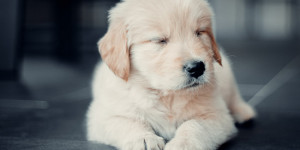 Beitragsbild des Blogbeitrags Augenpflege beim Hund: Ursachen, frühzeitiges Erkennen und Behandlung von Augenbeschwerden 