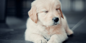 Beitragsbild des Blogbeitrags Augenpflege beim Hund: Ursachen, frühzeitiges Erkennen und Behandlung von Augenbeschwerden