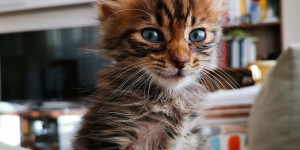 Beitragsbild des Blogbeitrags 7 Tipps, um deiner Katze den Umzug zu erleichtern