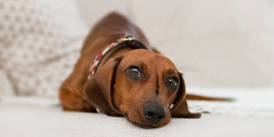 Beitragsbild des Blogbeitrags Tipps zur Beruhigung deines Hundes zu Silvester 