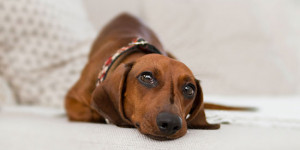 Beitragsbild des Blogbeitrags Tipps zur Beruhigung deines Hundes zu Silvester
