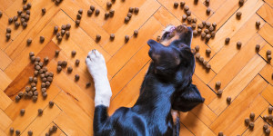 Beitragsbild des Blogbeitrags Fellpflege: Fellwachstum des Hundes fördern