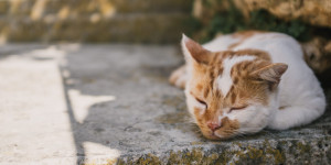 Beitragsbild des Blogbeitrags Hitze und Katzen: Tipps für Abkühlung im Sommer 