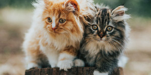 Beitragsbild des Blogbeitrags Internationaler Tag der Katze: 08. August