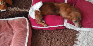 Beitragsbild des Blogbeitrags Inkontinenz bei Hunden: Ursachen, Symptome und Behandlung