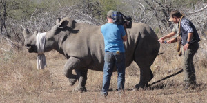 Beitragsbild des Blogbeitrags South Africa & Botsuana: 7 weeks between lions and buffalos 