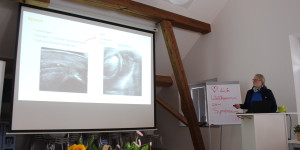 Beitragsbild des Blogbeitrags Orthopädische Sonografie Pferd
