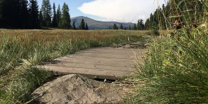 Beitragsbild des Blogbeitrags Zwischen Zirben – Turracher Höhe Trail Running