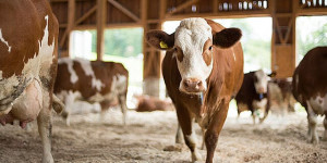 Beitragsbild des Blogbeitrags Tierwohlprojekte der Supermärkte in Österreich
