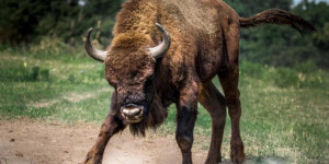 Beitragsbild des Blogbeitrags Neu: Aktien und ETFs auf Bison handeln