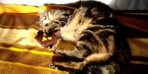 Beitragsbild des Blogbeitrags Dufter Spielspaß 4Cats
