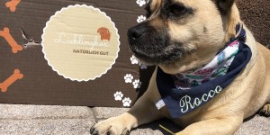 Beitragsbild des Blogbeitrags Lieblingsbox- Gesunde und nachhaltige Überraschungsbox für deinen Hund
