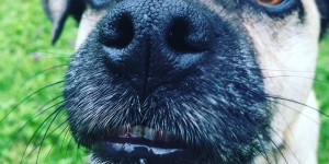 Beitragsbild des Blogbeitrags Dogsworld-Alles rund um ihren Hund! 