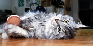 Beitragsbild des Blogbeitrags Katzenspielzeug von 4Cats 