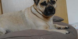 Beitragsbild des Blogbeitrags Dog Filou’s- Bio-Hundeausstattung