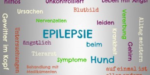 Beitragsbild des Blogbeitrags Diagnose- Epilepsie beim Hund