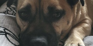 Beitragsbild des Blogbeitrags Die Zeit nach der Diagnose- Epilepsie beim Hund