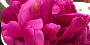 Beitragsbild des Blogbeitrags Rosenessig selber machen