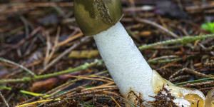 Beitragsbild des Blogbeitrags Von Holzpenissen und Mottenkugeln