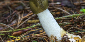 Beitragsbild des Blogbeitrags Eine Stinkmorchel als Trophäe