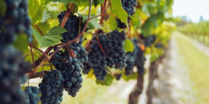 Beitragsbild des Blogbeitrags Maischeerhitzung vs. Maischegärung Wein