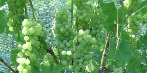 Beitragsbild des Blogbeitrags Grapes and Wine 