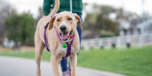 Beitragsbild des Blogbeitrags Gassi gehen mit dem Hund: So machen Sie es richtig!